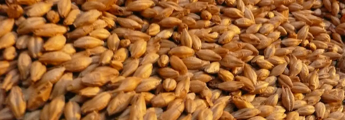 Cereal grain, close up