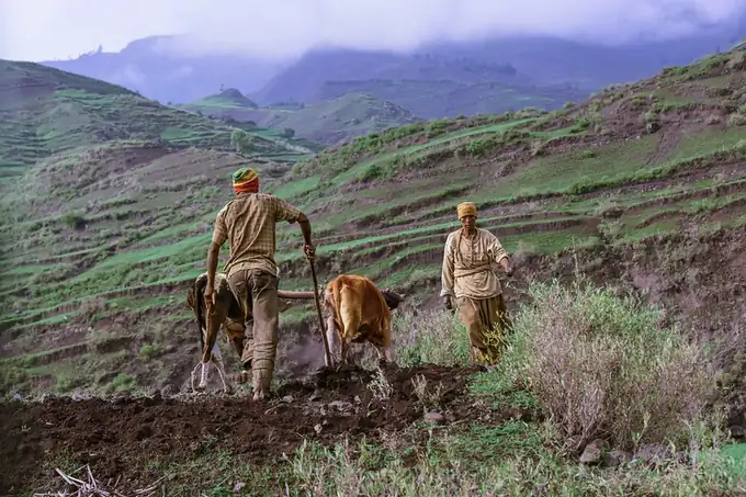 Farmers ploughing with oxen in the Ethiopian highlands