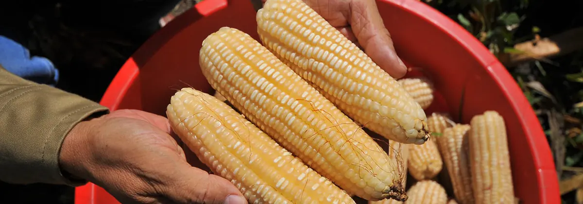 በእጅ የተያዙ የበቆሎ እሸቶች