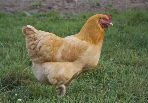 በሣር ላይ የቆመች ዶሮ