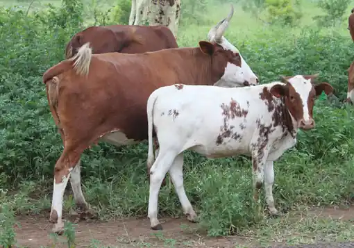 ላሞችና ጥጃ በግጦሽ ላይ