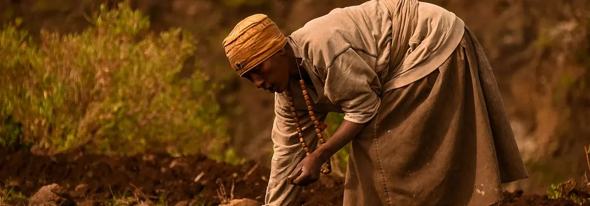 በእርሻ ማሳ ላይ የሚዘራ ገበሬ